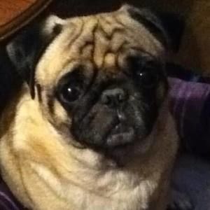 Meet your Posher, Holly